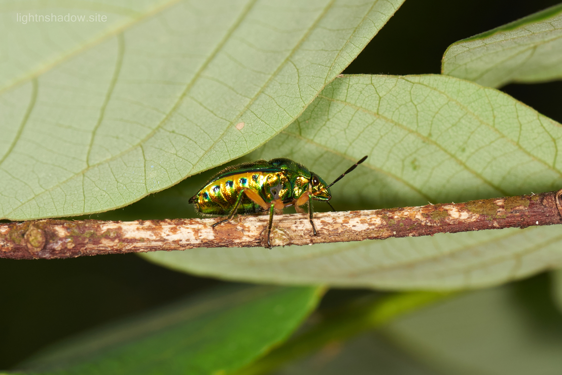Jewel Bug  Chrysocoris stollii
