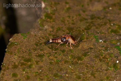 Shrimp Bug A bug looks like a shrimp (or prawn)...could it be juvenile of tumbling flower beetle? Geotagged,Malaysia