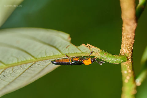 Lizard Beetle Erotylidae, Languria sp. Erotylidae,Geotagged,Languria,Malaysia,lizard beetle