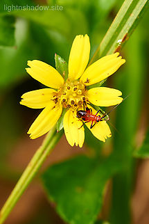 Black Kneed Meadow Katydid Conocephalus melaenus mistaken the direction of the face Conocephalus melaenus,Geotagged,Malaysia