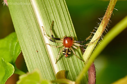 Crab Spider Camaricus maugei  Camaricus maugei,Crab spider,Flat Abdomen Crab Spider,Geotagged,Malaysia