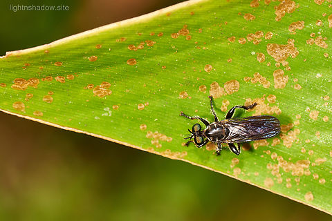 Robber Fly Asilidae  Asilidae,Asilidae fly,Family Asilidae,Geotagged,Malaysia