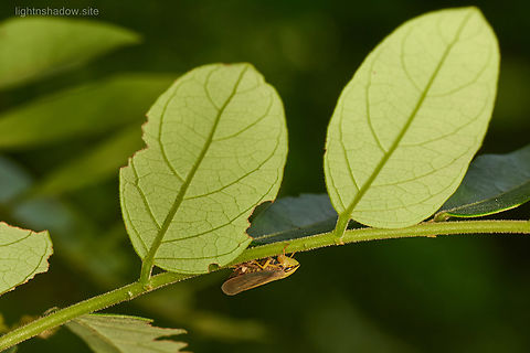 Leafhopper Tartessus ferrugineus  Geotagged,Leafhopper,Malaysia,Tartessus ferrugineus