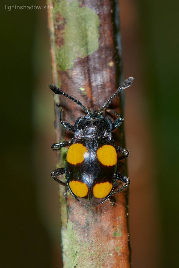 Pleasing Fungus Beetle Micrencaustes dajaca  Geotagged,Malaysia,Micrencaustes dajaca,Pleasing Fungus Beetle