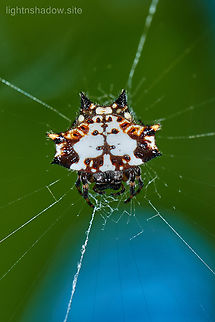 Black And White Spiny Spider Gasteracantha kuhli  Black-and-White Spiny Spider,Black-and-white Spiny Spider,Gasteracantha kuhli,Geotagged,Malaysia