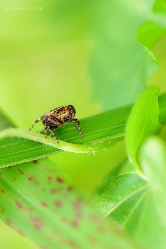 Beige Beetle Jumper Spider Rhene flavigera  Beige Beetle Jumper,Geotagged,Malaysia,Rhene flavicomans,Rhene flavigera,Wasp-mimic jumping spider,flat head spider