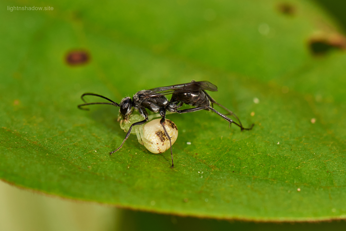 Sphex wasp feeding on Mastira sp Crab Spider I think this is a Shpex genus wasp but can identify to species, while the spider should be a Mastira sp. Geotagged,Malaysia,Mastira,Sphex