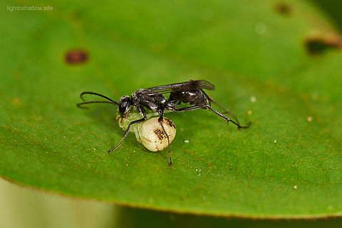 Sphex wasp feeding on Mastira sp Crab Spider I think this is a Shpex genus wasp but can identify to species, while the spider should be a Mastira sp. Geotagged,Malaysia,Mastira,Sphex