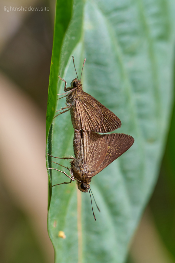Butterfly or Moth Unknown species of butterfly/ moth mating under hot sun. Geotagged,Malaysia,Moth,butterfly