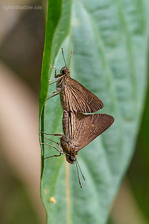 Butterfly or Moth Unknown species of butterfly/ moth mating under hot sun. Geotagged,Malaysia,Moth,butterfly