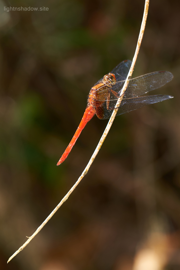 Orange Skimmer or Crimson Dropwing Orthetrum testaceum  Geotagged,Malaysia,Orange Skimmer,Orthetrum testaceum,crimson dropwing