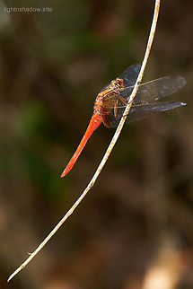 Orange Skimmer or Crimson Dropwing Orthetrum testaceum  Geotagged,Malaysia,Orange Skimmer,Orthetrum testaceum,crimson dropwing