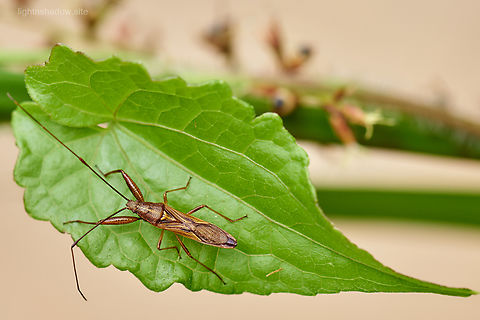 unknown type seed bug  Geotagged,Malaysia,assassin bug