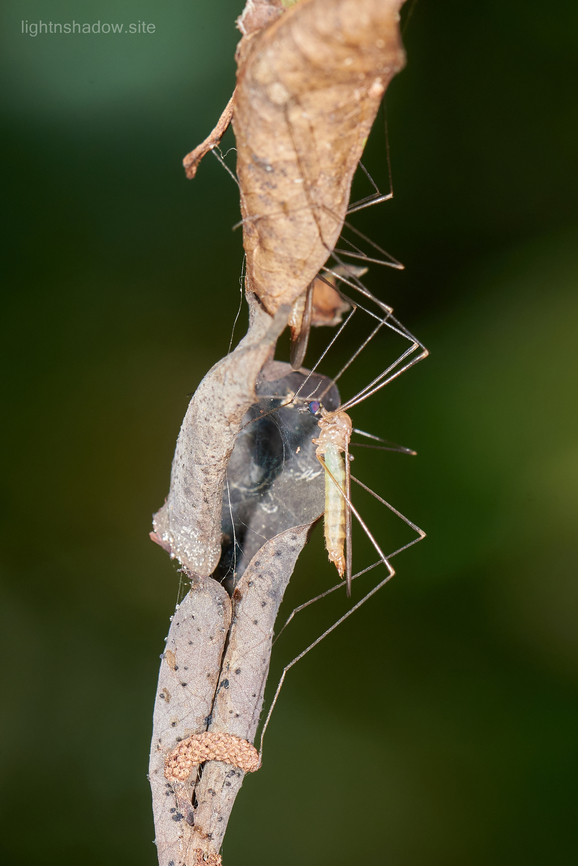 Phantom Crane Fly Ptychopteridae Suspect a phantom crane fly, hanging with dried leaves tangling with just a tiny silk. Another one hidden in the top leaf, I can&#039;t reach an angle to frame both. There&#039;s an egg-sack-like item at the bottom not sure if belongs to them but they seems like making nest by gluing (?) these leaves together. Geotagged,Malaysia,Phantom crane fly,Ptychopteridae