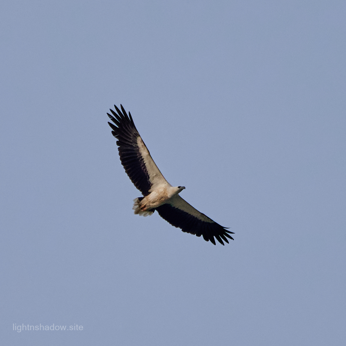 White Bellied Sea Eagle Haliaeetus leucogaster  Geotagged,Haliaeetus leucogaster,Malaysia,White-bellied Sea Eagle