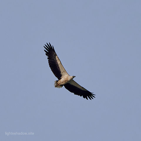 White Bellied Sea Eagle Haliaeetus leucogaster  Geotagged,Haliaeetus leucogaster,Malaysia,White-bellied Sea Eagle