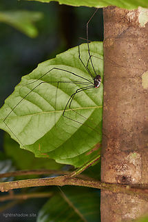 Harvestman Opiliones  Geotagged,Harvestman Spider,Malaysia,harvestman