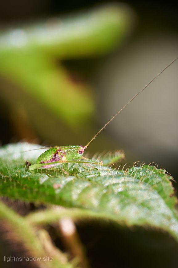 Juvenile of Katydid or Grasshopper or Cricket  Cricket,Geotagged,Grasshopper,Malaysia,katydid