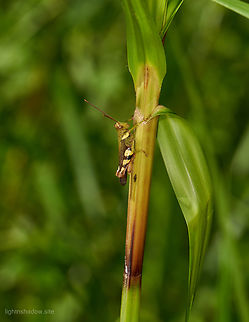 Rufous Legged Grasshopper Xenocatantops humilis 3  Geotagged,Malaysia,RUFous legged grasshopper,Xenocatantops humile,Xenocatantops humilis