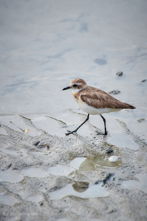 Javan Plover Anarhynchus javanicus  Anarhynchus javanicus,Geotagged,Javan plover,Malaysia,anarhynchus javanicus,javan plover