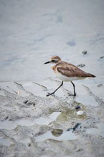 Javan Plover Anarhynchus javanicus  Anarhynchus javanicus,Geotagged,Javan plover,Malaysia,anarhynchus javanicus,javan plover