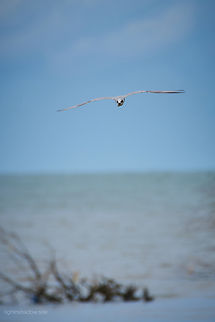 Gull Billed Tern Gelochelidon nilotica carrying a mudskipper in its bill Gelochelidon nilotica,Geotagged,Gull-billed tern,Malaysia