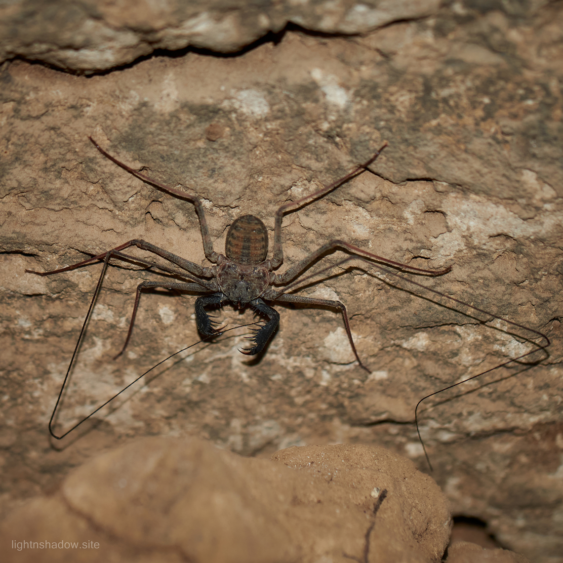 Tailless Whip Scorpion Phrynus exsul  Geotagged,Indonesia,Phrynus exsul,phrynus exsul,tailless whip scorpion,whip scorpion