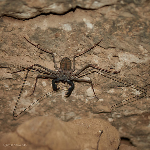 Tailless Whip Scorpion Phrynus exsul  Geotagged,Indonesia,Phrynus exsul,phrynus exsul,tailless whip scorpion,whip scorpion
