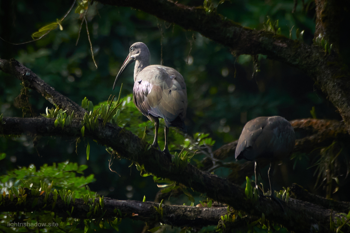 Hadada Ibis Bostrychia hagedash It was just nice a beam from the sun happened to penetrate the canopy and shine on one of the couple...it&#039;s an African species but there&#039;s a bird park just a stone throw distance, these must have found their way out from there... Bostrychia hagedash,Geotagged,Hadada Ibis,Malaysia,hadada ibis,ibis