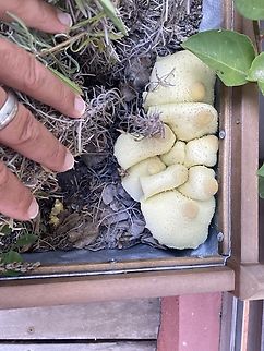 IMG_3715  Flowerpot parasol,Leucocoprinus birnbaumii