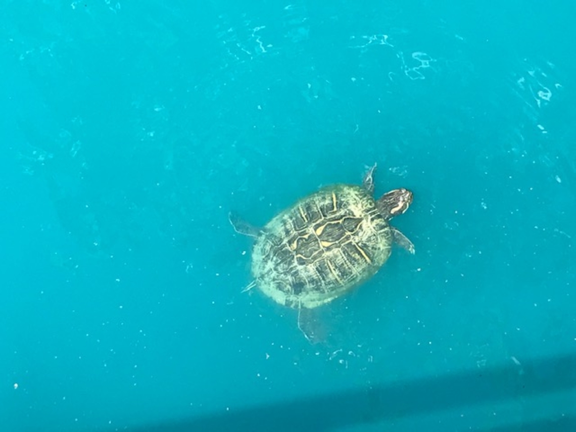 Quick afternoon swim :) Honestly, I am not the best at identifying turtles, but this one to me looks like a box turtle, let me know if I'm wrong. :) I found him in a small pond in Houston TX.  Common box turtle,Geotagged,Terrapene carolina,United States