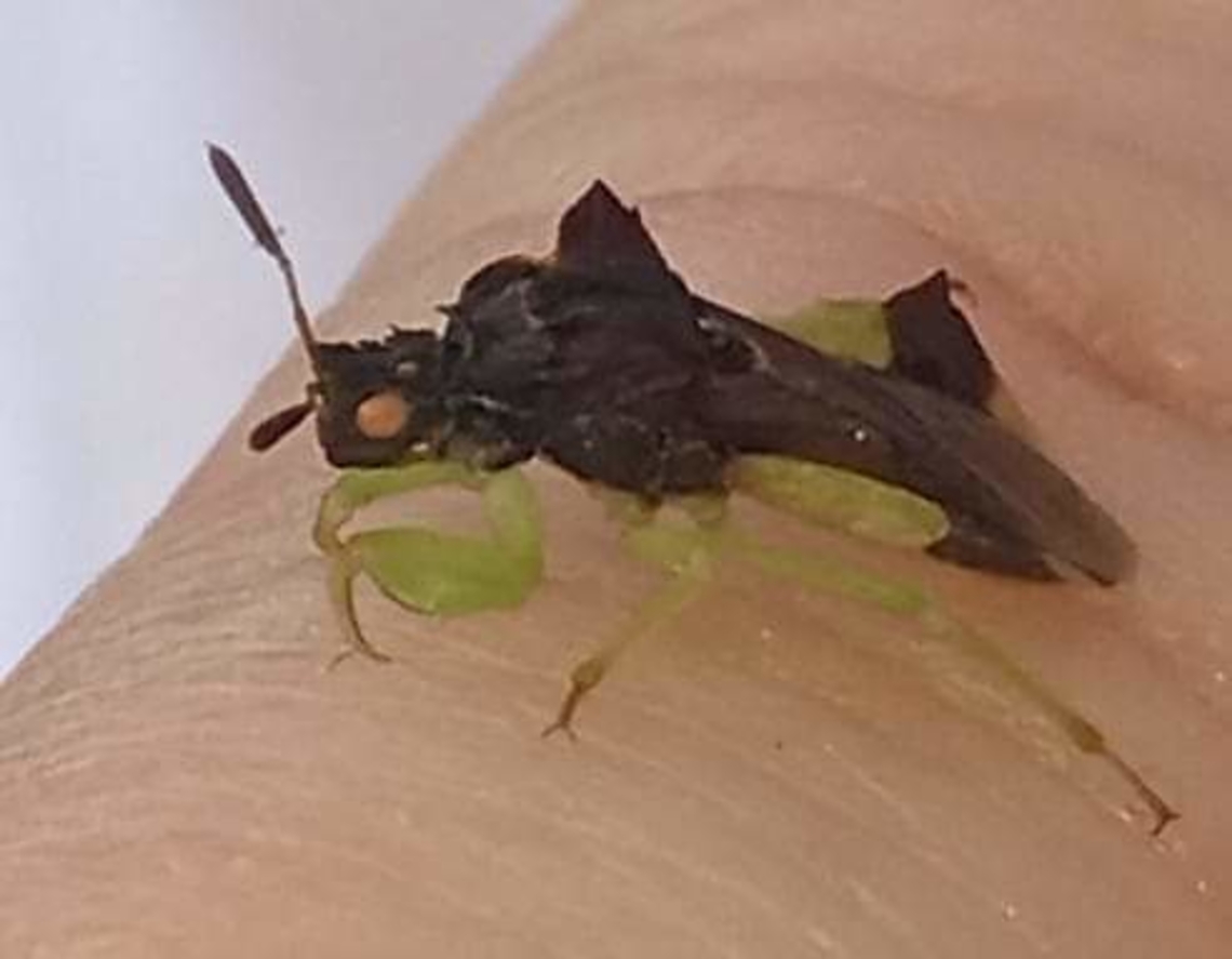 FB_IMG_1692471081843 Little guy landed on me in mid Michigan, USA i was out with my dogs and we have a very active mint garden, which also includes some wild spinach and garlic mustard. jagged ambush bug