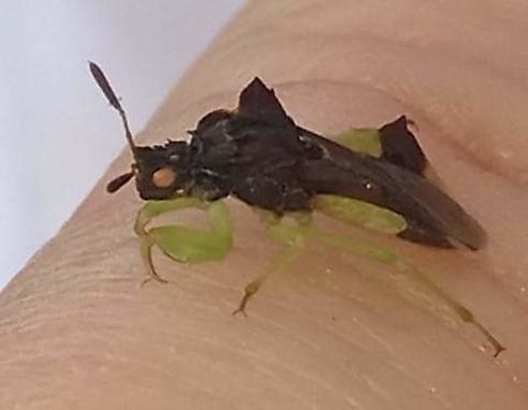 FB_IMG_1692471081843 Little guy landed on me in mid Michigan, USA i was out with my dogs and we have a very active mint garden, which also includes some wild spinach and garlic mustard. jagged ambush bug