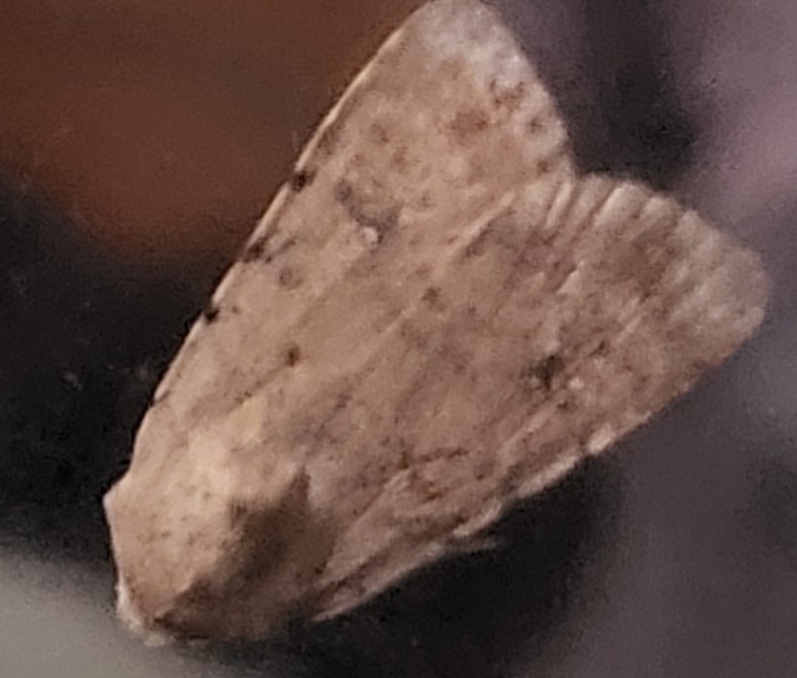 Little white lichen moth  Clemensia albata,Little white lichen moth