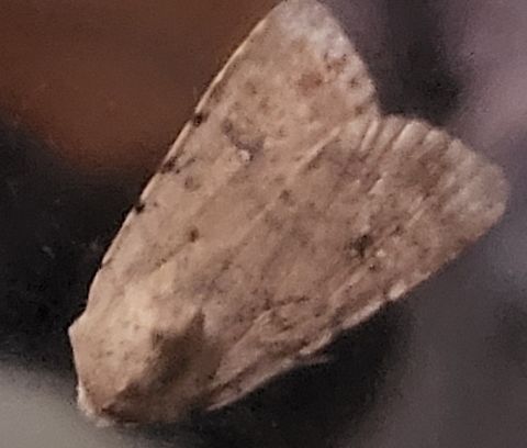 Little white lichen moth  Clemensia albata,Little white lichen moth