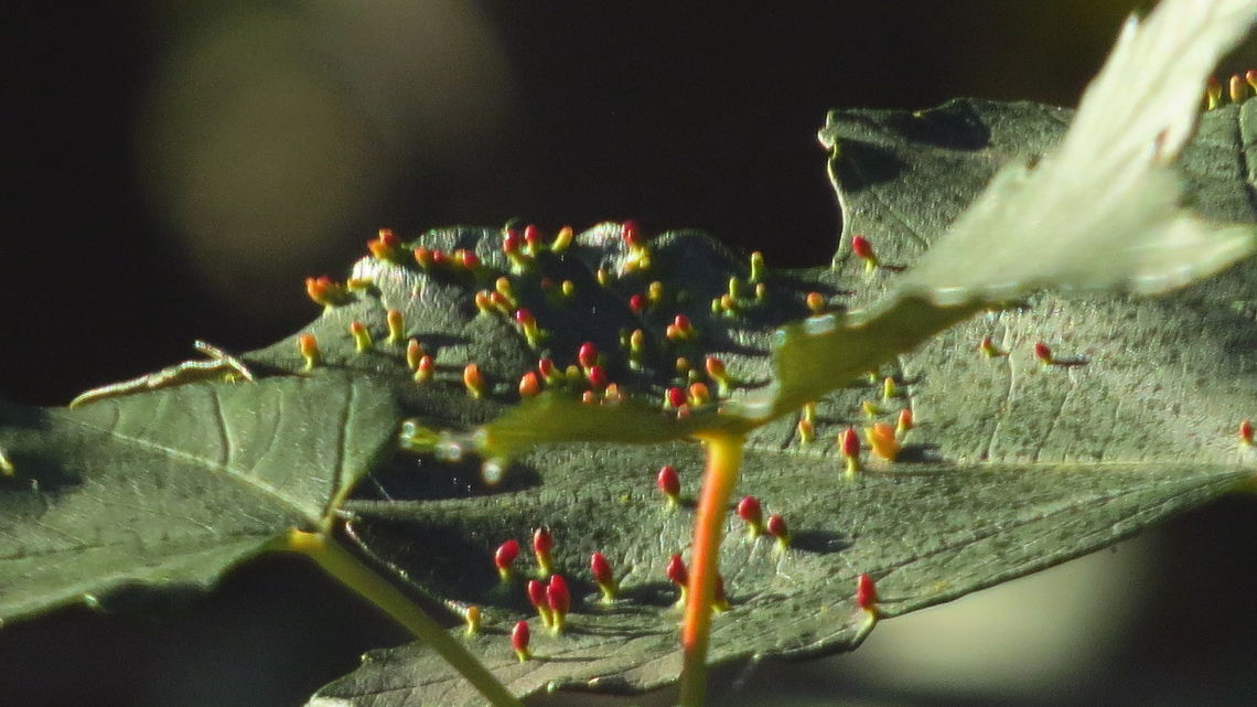 Maple bladder gall I was wondering what they are on the leaves of the maple tree outside my window. The google lens brought me to this website. Canada,Geotagged,Maple bladder gall,Summer