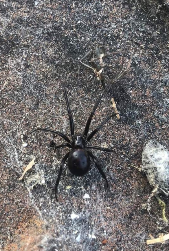Unknown spider A friend was cleaning out his shed and saw this spider. <br />
Was wondering what it is. <br />
Location Londonderry, N. Ireland.