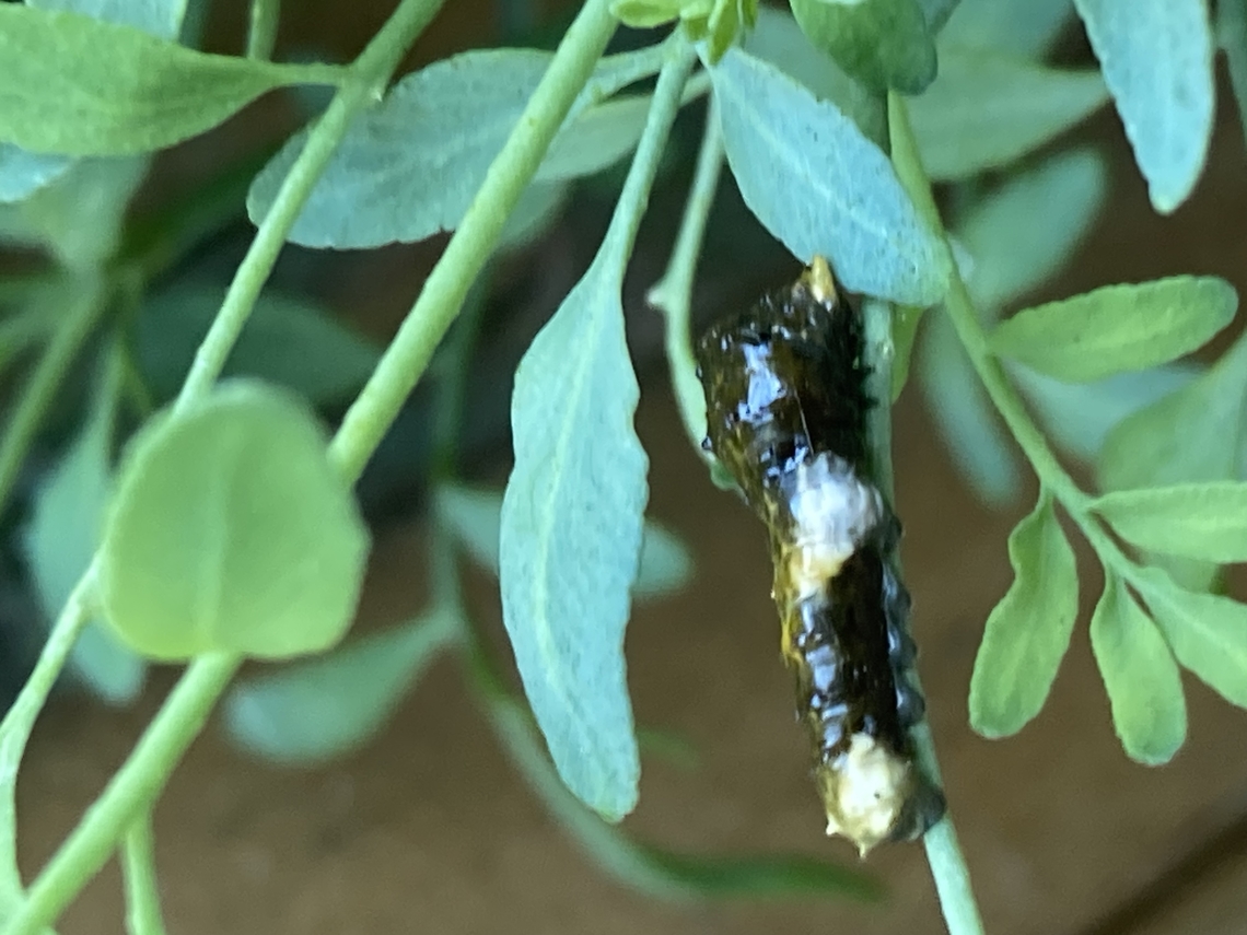 Western Giant swallowtail: Heraclides rumiko Yes, the Western Giant Swallowtail caterpillars (Papilionidae genus) species Heraclides rumiko; used to be identified as H. cresphontes, but those are found on the East coast. In 2014, their DNA revealed they are related but separate species. It must&rsquo;ve been their parents I ran into on my balcony some days ago. They didn&rsquo;t seem to notice me as they flew together perfectly like in a dance of lovers. By the time i got my camera, they were gone. But good news! Today i discovered 4 young miracles on the leaves of my rue. They are known to prefer and damage citrus trees. I will check my lemon tomorrow. As the caterpillars get closer to pupae their camouflage makes them look like a bird turd on a twig. And that&rsquo;s exactly what i thought the older one was! Then i saw the little feet! Then I found three younger siblings.<a href="https://zookeys.pensoft.net/showimg.php?filename=oo_36235.jpg" rel="nofollow">https://zookeys.pensoft.net/showimg.php?filename=oo_36235.jpg</a> Butterfly,California,Caterpillar,Fall,Geotagged,Heraclides rumiko,Papilio rumiko,United States,Western Giant Swallowtail