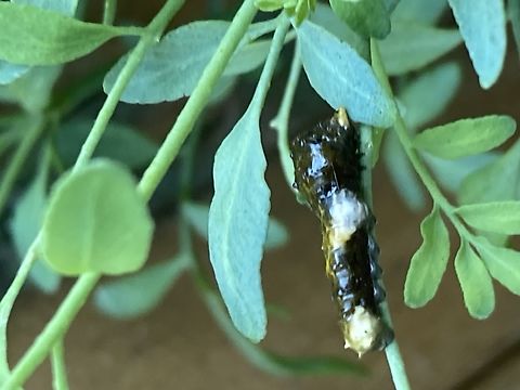 Western Giant swallowtail: Heraclides rumiko Yes, the Western Giant Swallowtail caterpillars (Papilionidae genus) species Heraclides rumiko; used to be identified as H. cresphontes, but those are found on the East coast. In 2014, their DNA revealed they are related but separate species. It must’ve been their parents I ran into on my balcony some days ago. They didn’t seem to notice me as they flew together perfectly like in a dance of lovers. By the time i got my camera, they were gone. But good news! Today i discovered 4 young miracles on the leaves of my rue. They are known to prefer and damage citrus trees. I will check my lemon tomorrow. As the caterpillars get closer to pupae their camouflage makes them look like a bird turd on a twig. And that’s exactly what i thought the older one was! Then i saw the little feet! Then I found three younger siblings.https://zookeys.pensoft.net/showimg.php?filename=oo_36235.jpg Butterfly,California,Caterpillar,Fall,Geotagged,Heraclides rumiko,Papilio rumiko,United States,Western Giant Swallowtail