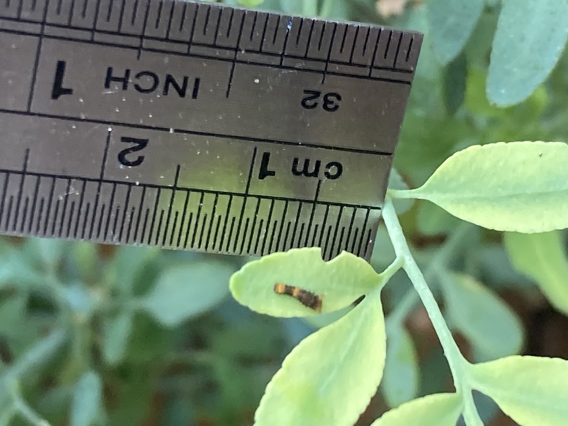Heraclides rumiko, Western Giant Swallowtail caterpillar  Fall,Geotagged,Papilio rumiko,United States,Western Giant Swallowtail