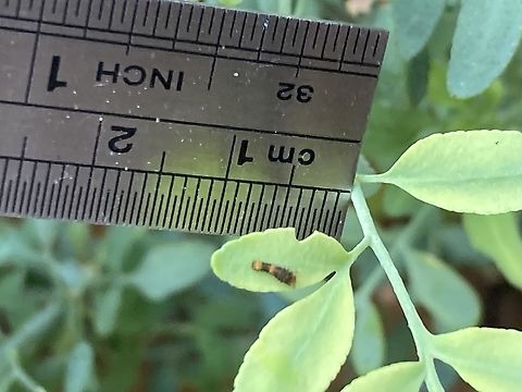 Heraclides rumiko, Western Giant Swallowtail caterpillar  Fall,Geotagged,Papilio rumiko,United States,Western Giant Swallowtail