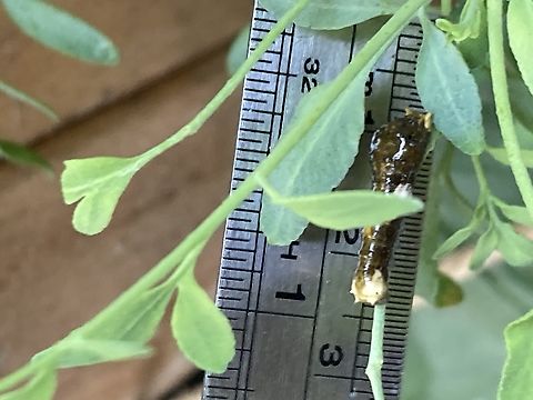 Heraclides rumiko, Western Giant Swallowtail caterpillar  Papilio rumiko,Western Giant Swallowtail