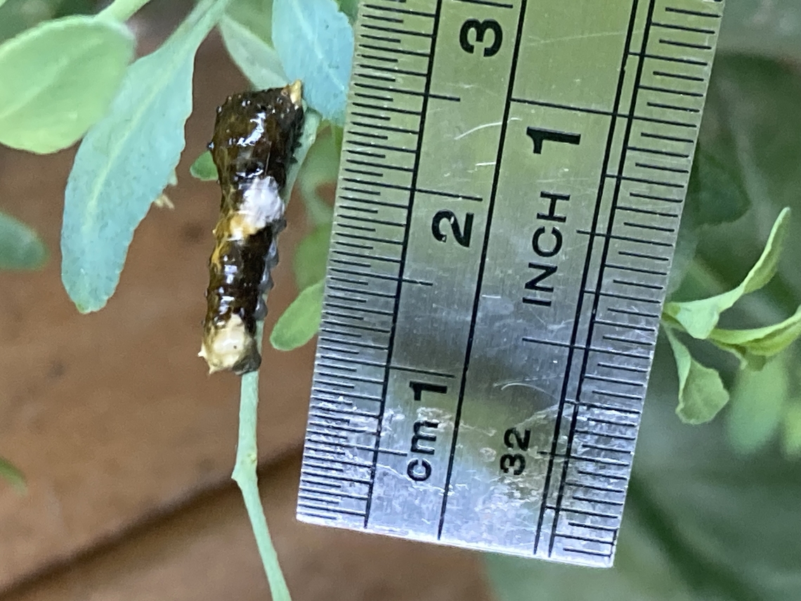 Heraclides rumiko, Western Giant Swallowtail caterpillar  Papilio rumiko,Western Giant Swallowtail
