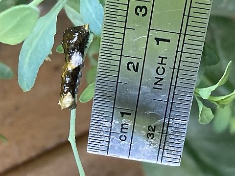 Heraclides rumiko, Western Giant Swallowtail caterpillar  Papilio rumiko,Western Giant Swallowtail