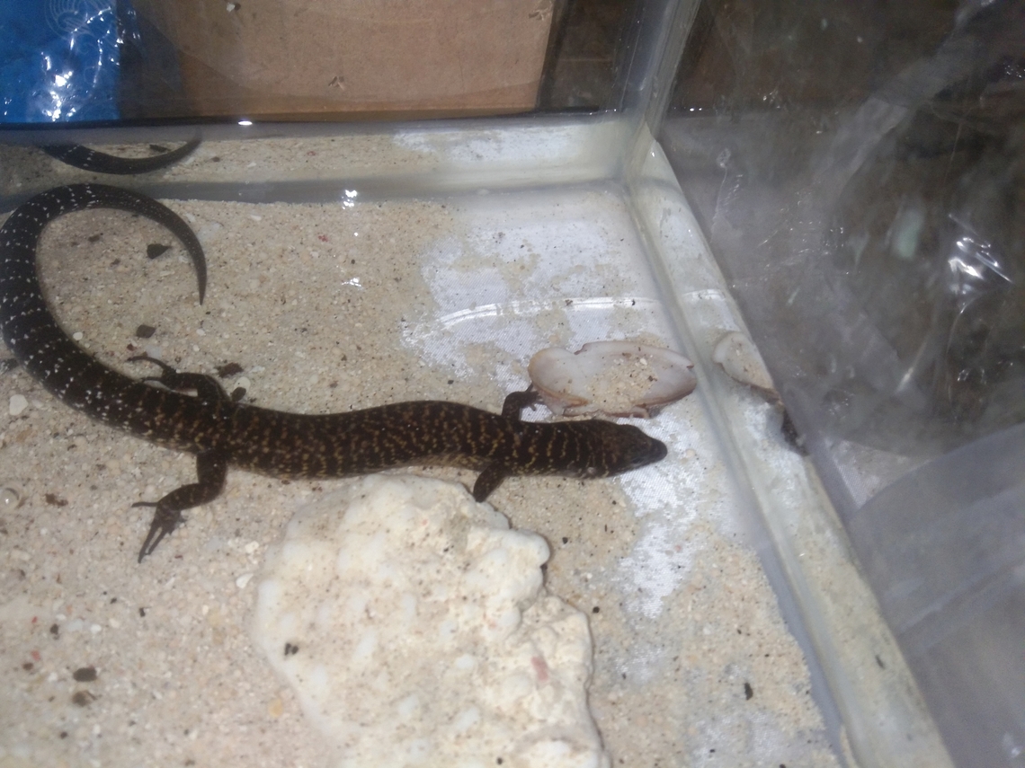 Monitor lizard I don't know what kind of specie's is this.  Fall,Geotagged,Philippines