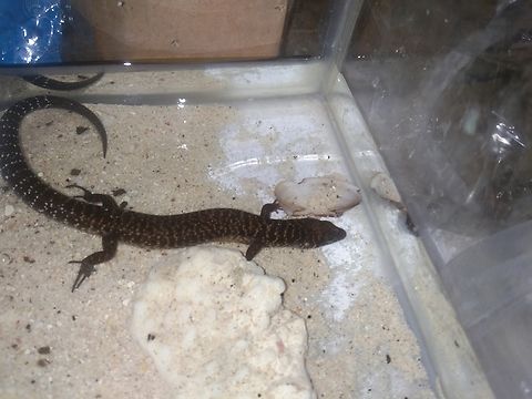 Monitor lizard I don't know what kind of specie's is this.  Fall,Geotagged,Philippines