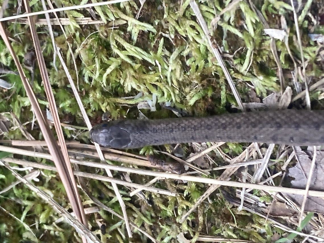 Dekay's Brownsnake Dekay&rsquo;s brownsnake Dekay's Brownsnake,Fall,Geotagged,Storeria dekayi,United States