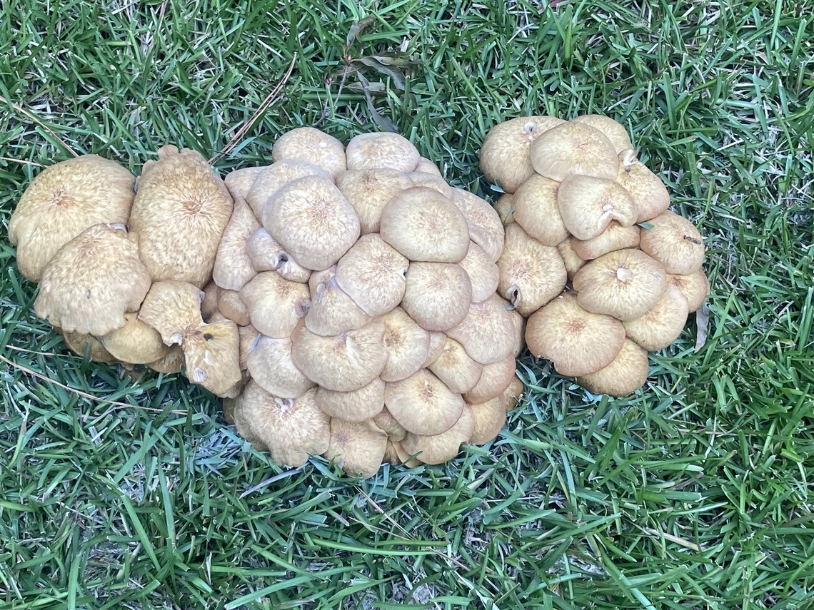 IMG_4857  Armillaria tabescens,Fall,Geotagged,Ringless Honey Mushroom,United States