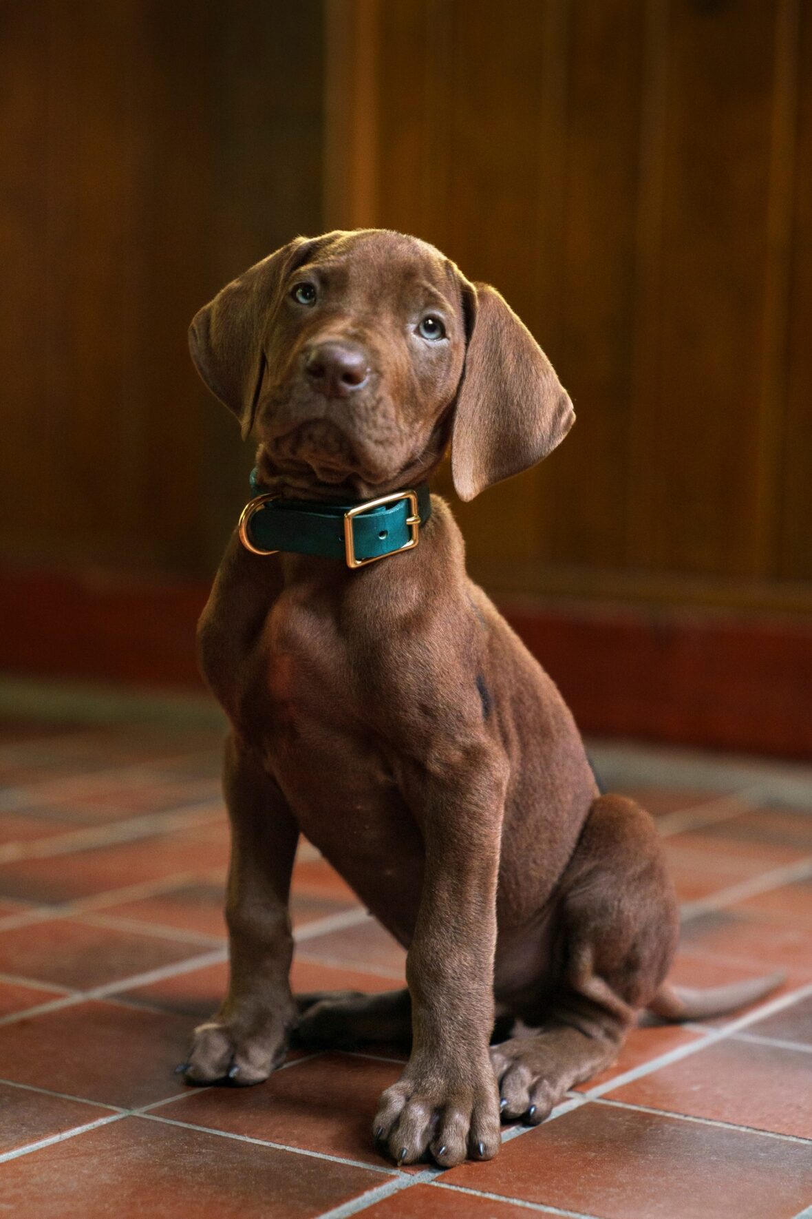 Scooby-Doo: Origins dog reveal