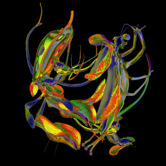 Album artwork for Sho